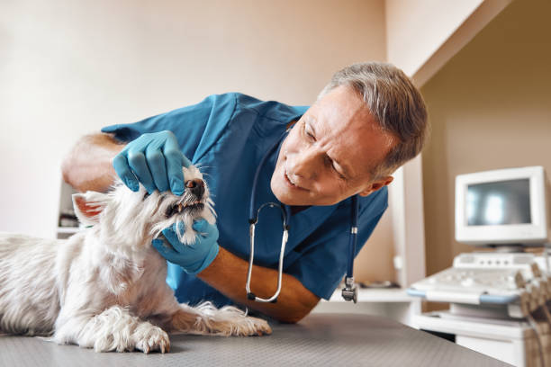 Best 24-Hour Emergency Dental Care in Danvers, IL